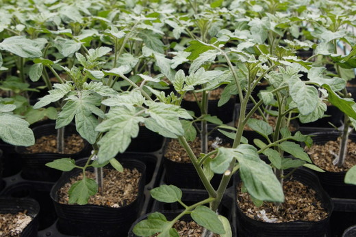 丸福農園の5色カラフルミニトマト ｜ 野菜 トマト ミニトマト 濃厚 贈り物 新鮮 ビタミン ※離島への配送不可