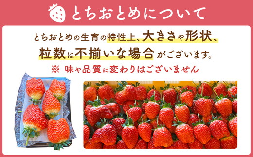 【先行予約】味くらべ紅白いちご 3種 4パック （2026年1月中旬～1月下旬）  いちご 果物 フルーツ 苺 イチゴ くだもの とちあいか ミルキーベリー とちおとめ 朝取り 新鮮 美味しい 甘い