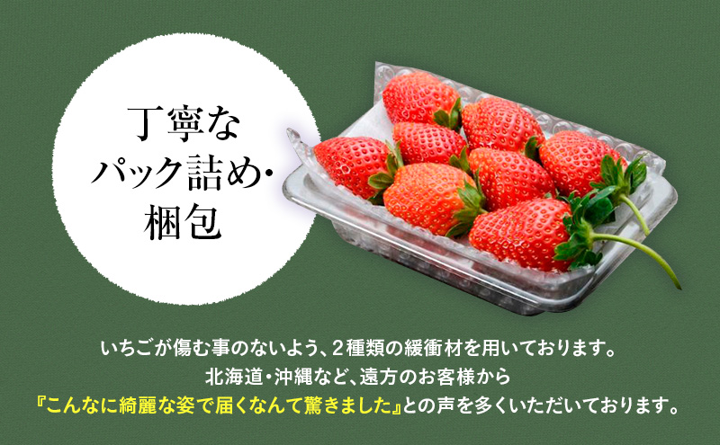 【先行予約】おめでた紅白2種いちご 4パック （2026年2月中旬～2月下旬） いちご 果物 フルーツ 苺 イチゴ くだもの とちあいか ミルキーベリー 朝取り 新鮮 美味しい 甘い