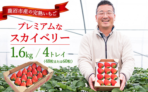 【先行予約/数量限定】プレミアムな完熟スカイベリー（48粒または60粒）4トレイ1600g｜ 栃木県 鹿沼市 産地直送 旬 いちご こだわり 高級品 贈答用 イチゴ 苺 果物 フルーツ 期間限定　※2025年12月中旬～2026年2月中旬頃に順次発送予定