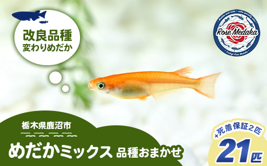 めだかさんミックス 計23匹（21匹＋死着保証2匹）（品種おまかせ） ｜ めだか メダカ 改良 飼育 生体 観賞魚 魚 ペット おまかせ ミックス ※2026年4月上旬～10月下旬頃に順次発送予定 ※北海道・沖縄・離島への配送不可
