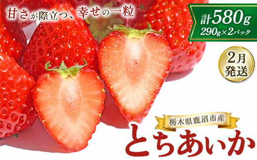 【2月発送】鹿沼市産 とちあいか（290g×2パック）｜ いちご イチゴ 苺 仲田農園 栃木県 果物 くだもの フルーツ とちあいか 新鮮 贈答 ギフト ※北海道・沖縄・離島への配送不可 ※2026年2月上旬～2月下旬頃に順次発送予定
