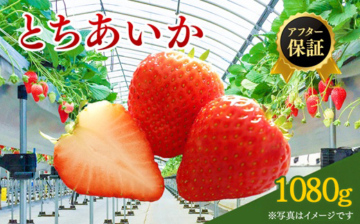 【先行予約】いちご市 鹿沼の美味しい「い」「ち」「ご」とちあいか 1箱4パック入り（1パック270g×4）（1月発送） ｜ イチゴ フルーツ 果物 甘い うまい 日本一 品質 ビタミンC かぬま ※沖縄・離島への配送不可 ※2026年1月上旬～1月下旬頃に順次発送予定