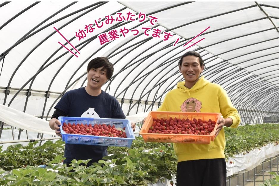 大箱入り 大粒とちあいか　30粒～36粒入り