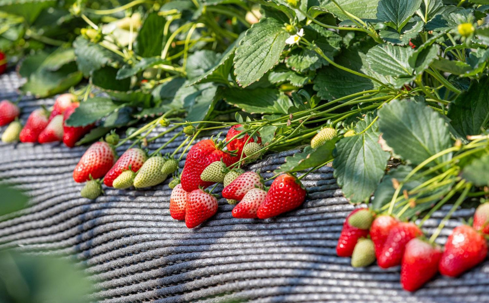 日光ストロベリーパークのプレミアム 『スカイベリー』　大粒のみ厳選 9粒～15粒詰　12月上旬～4月中旬まで順次発送｜いちご プレミアム スカイベリー 日本農業賞大賞受賞・農林水産大臣賞受賞 産地直送 産直　