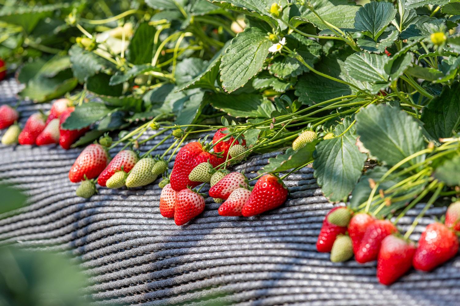 日光ストロベリーパークの『スカイベリー』 ＆『とちあいか』食べ比べセット　270g×4パック　粒の大きさお任せ（大粒～中粒厳選）　12月上旬～4月中旬まで順次発送 ｜いちご スカイベリー とちあいか 食べくらべ 日本農業賞大賞受賞・農林水産大臣賞受賞 産地直送 産直