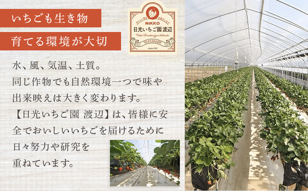 【先行予約受付】≪2026年1月～発送開始≫4種のいちご食べ比べ とちおとめ、とちあいか、スカイベリー、ミルキーベリーのAセット＜各約280ｇ＞ ｜ いちご イチゴ 苺 食べくらべ セット 日光いちご園 渡辺 産地直送 産直 栃木 日光