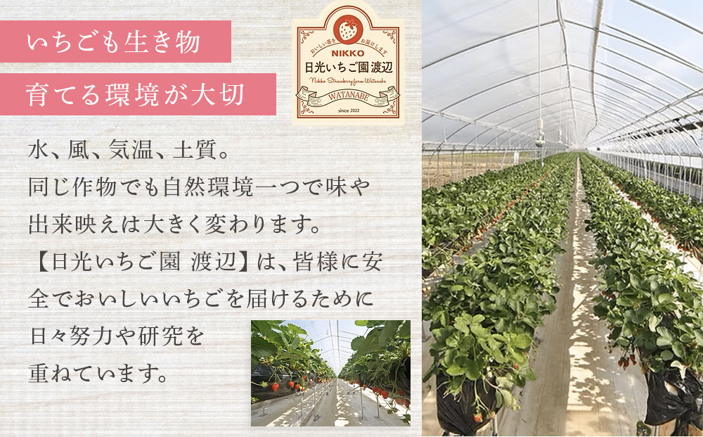 【先行予約受付】≪2026年1月～発送開始≫4種のいちご食べ比べ とちおとめ、とちあいか、スカイベリー、ミルキーベリーのCセット＜各約160ｇ＞ ｜ いちご イチゴ 苺 食べくらべ セット 日光いちご園 渡辺 産地直送 産直 栃木 日光