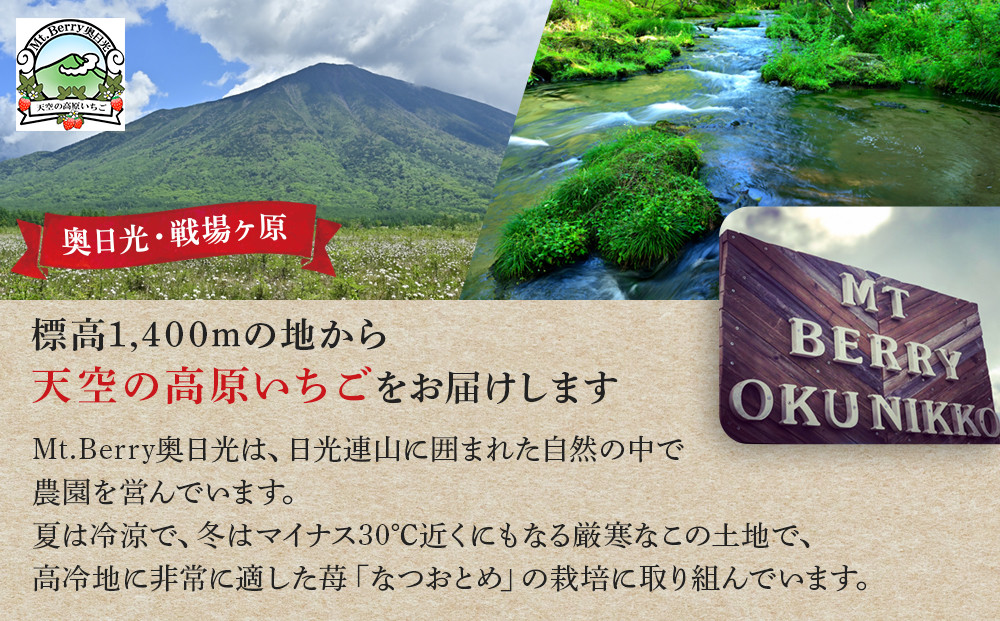 【限定販売】夏のいちご「なつおとめ」天空の高原 いちごプレミアムギフト 計600ｇ 贈答用 化粧箱入り 約4人分 ｜ 期間限定 数量限定 いちご イチゴ 苺 フルーツ 果物 スイーツ 産地直送  日光市 栃木県