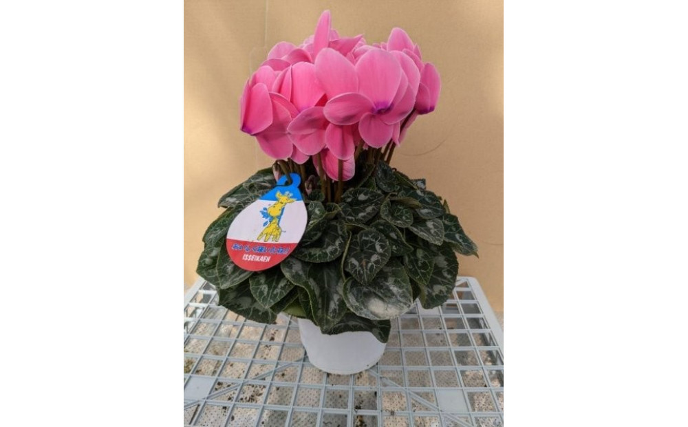 シクラメン 6号鉢 ｜シクラメン 花 生花 鉢植え ギフト プレゼント 贈り物 記念日 イベント クリスマス 季節限定 イッセイ花園 栃木県 日光市