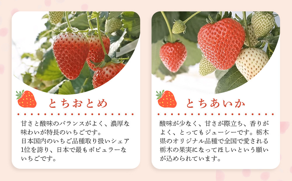 【先行予約受付】≪2026年1月～発送開始≫4種のいちご食べ比べ とちおとめ、とちあいか、スカイベリー、ミルキーベリーのAセット＜各約280ｇ＞ ｜ いちご イチゴ 苺 食べくらべ セット 日光いちご園 渡辺 産地直送 産直 栃木 日光