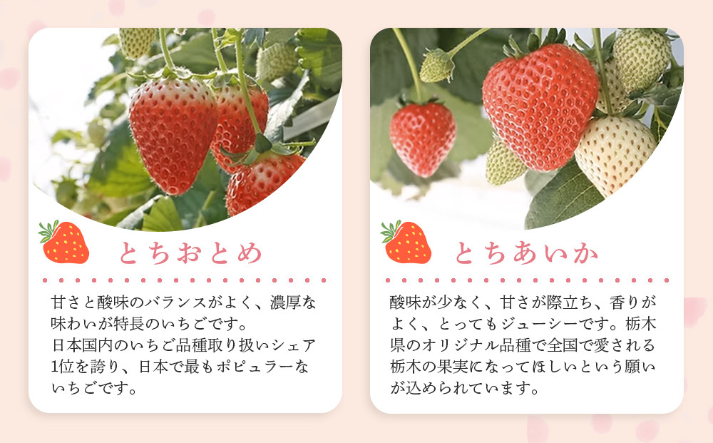 【先行予約受付】≪2026年1月～発送開始≫4種のいちご食べ比べ とちおとめ、とちあいか、スカイベリー、ミルキーベリーのCセット＜各約160ｇ＞ ｜ いちご イチゴ 苺 食べくらべ セット 日光いちご園 渡辺 産地直送 産直 栃木 日光