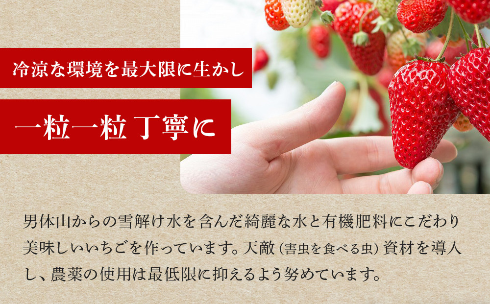 【限定販売】夏のいちご「なつおとめ」天空の高原 いちごプレミアムギフト 計600ｇ 贈答用 化粧箱入り 約4人分 ｜ 期間限定 数量限定 いちご イチゴ 苺 フルーツ 果物 スイーツ 産地直送  日光市 栃木県
