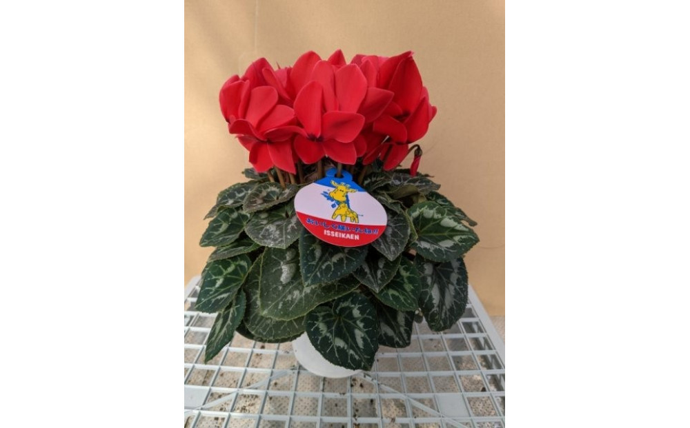 シクラメン 8号鉢 ｜シクラメン 花 生花 鉢植え ギフト プレゼント 贈り物 記念日 イベント クリスマス 季節限定 イッセイ花園 栃木県 日光市