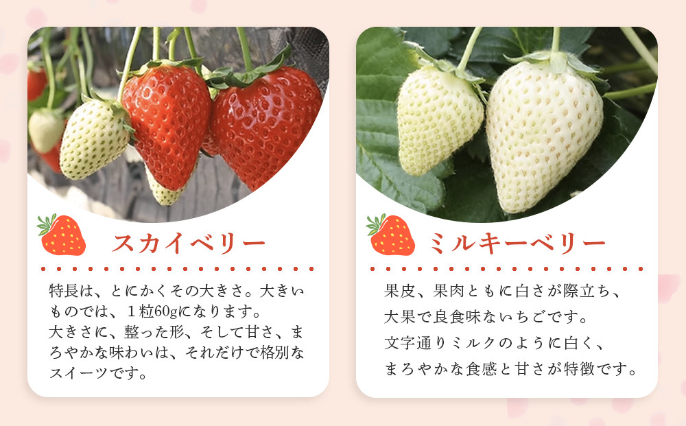 【先行予約受付】≪2026年1月～発送開始≫4種のいちご食べ比べ とちおとめ、とちあいか、スカイベリー、ミルキーベリーのAセット＜各約280ｇ＞ ｜ いちご イチゴ 苺 食べくらべ セット 日光いちご園 渡辺 産地直送 産直 栃木 日光