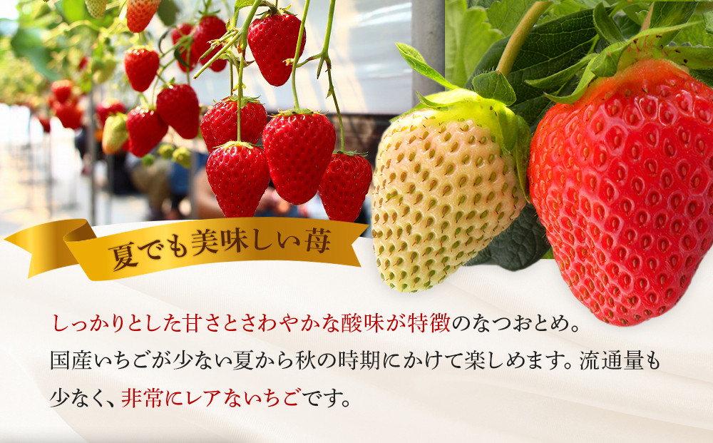 【限定販売】夏のいちご「なつおとめ」天空の高原 いちご プレミアムギフト 計300ｇ 贈答用 化粧箱入り 約2人分　期間限定 数量限定 いちご イチゴ 苺 フルーツ 果物 スイーツ 産地直送  日光市 栃木県