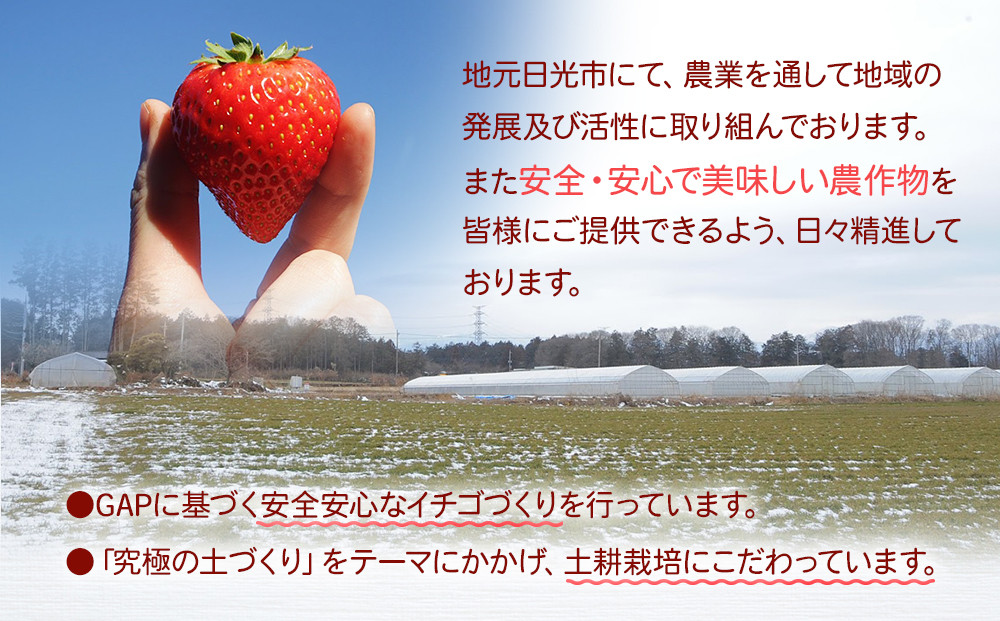 【先行予約】大粒とちあいか2パック＋大粒とちおとめ2パック=（合計）4パック入り【2026年1月上旬より順次発送】 | 生産量 日本一 果物 フルーツ 苺 イチゴ 農家直送 栃木県 日光市