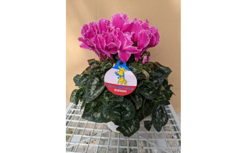 シクラメン 6号鉢 ｜シクラメン 花 生花 鉢植え ギフト プレゼント 贈り物 記念日 イベント クリスマス 季節限定 イッセイ花園 栃木県 日光市