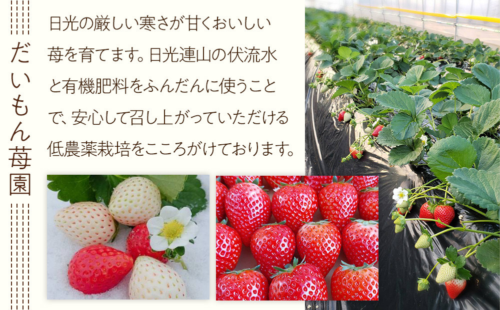 いちご 2種お楽しみ 食べ比べ セット（とちあいか&スカイベリー）【2026年1月初旬より順次発送】 ｜フルーツ いちご 苺 期間限定 とちあいか スカイベリー 栃木 産地直送 産直