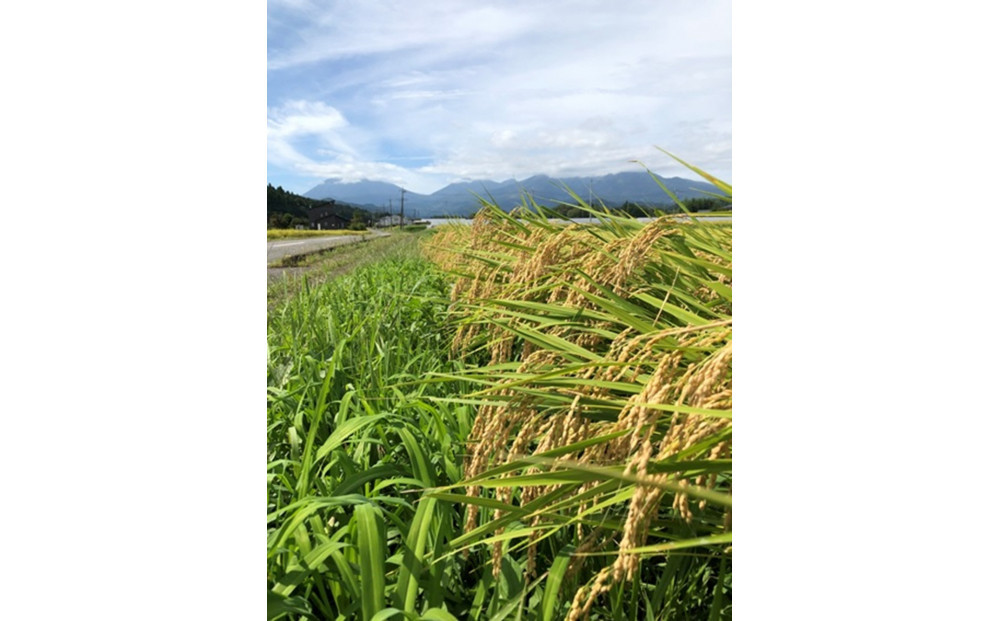 令和7年産 ゆうだい21 白米 10kg（5kg×2袋） ｜米 お米 数量限定