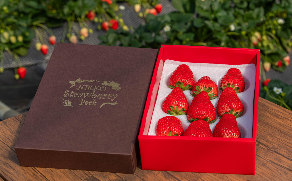 日光ストロベリーパークのプレミアム 『スカイベリー』　大粒のみ厳選 9粒～15粒詰　12月上旬～4月中旬まで順次発送｜いちご プレミアム スカイベリー 日本農業賞大賞受賞・農林水産大臣賞受賞 産地直送 産直　
