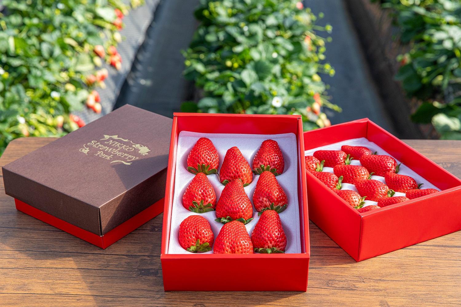 日光ストロベリーパークのプレミアム 『スカイベリー』 ＆新品種『とちあいか』食べ比べセット　大粒のみ厳選　9粒～15粒詰×2箱　 12月上旬～4月中旬まで順次発送｜いちご プレミアム スカイベリー とちあいか 食べくらべ 日本農業賞大賞受賞・農林水産大臣賞受賞 産地直送 産直　