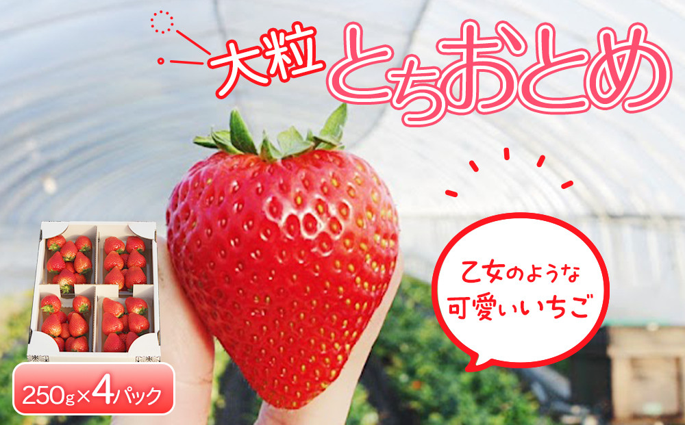 【先行予約】大粒とちおとめ4パック入り【2026年1月上旬より順次発送】 | 生産量 日本一 果物 フルーツ 苺 イチゴ 農家直送 栃木県 日光市