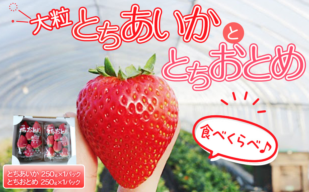 【先行予約】大粒とちあいか1パック＋大粒とちおとめ1パック=（合計）2パック入り【2026年1月上旬より順次発送】 | 生産量 日本一 果物 フルーツ 苺 イチゴ 農家直送 栃木県 日光市