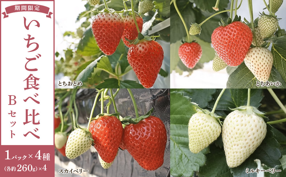 【先行予約受付】≪2026年1月～発送開始≫4種のいちご食べ比べ とちおとめ、とちあいか、スカイベリー、ミルキーベリーのBセット＜各約260ｇ＞ ｜ いちご イチゴ 苺 食べくらべ セット 日光いちご園 渡辺 産地直送 産直 栃木 日光