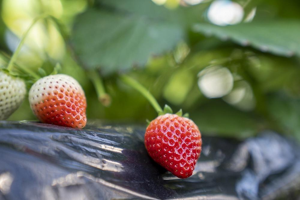 【朝採り・農園直送（3月~5月収穫・冷蔵で発送）】栃木県産とちあいか（レギュラー270ｇ×4パック）×2箱