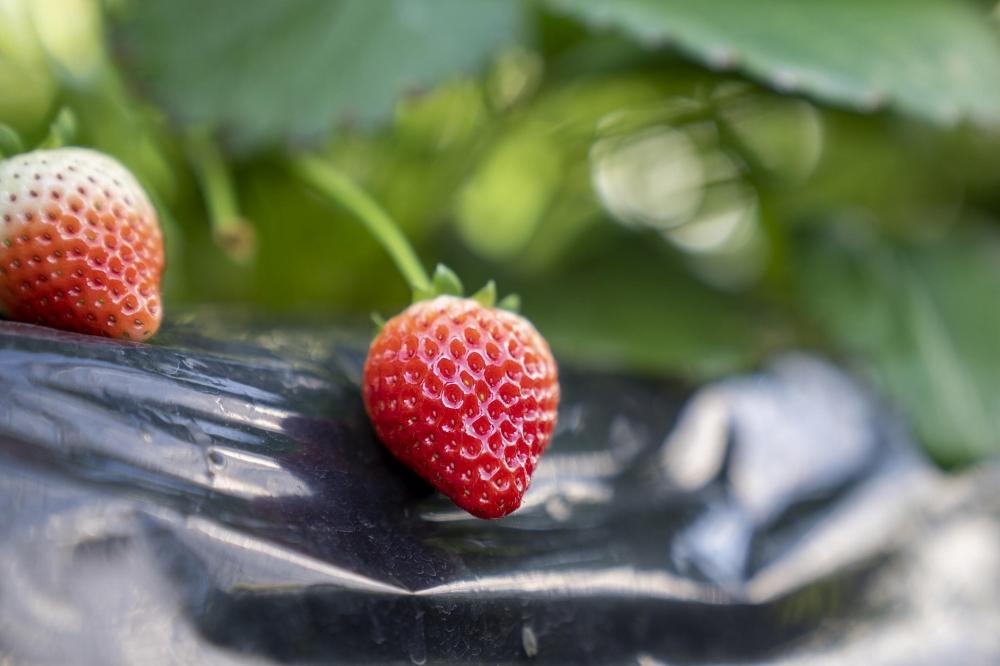 【スムージー・かんたんジャムに最適】冷凍いちごとちあいかフレッシュフローズン（500ｇ×5袋）