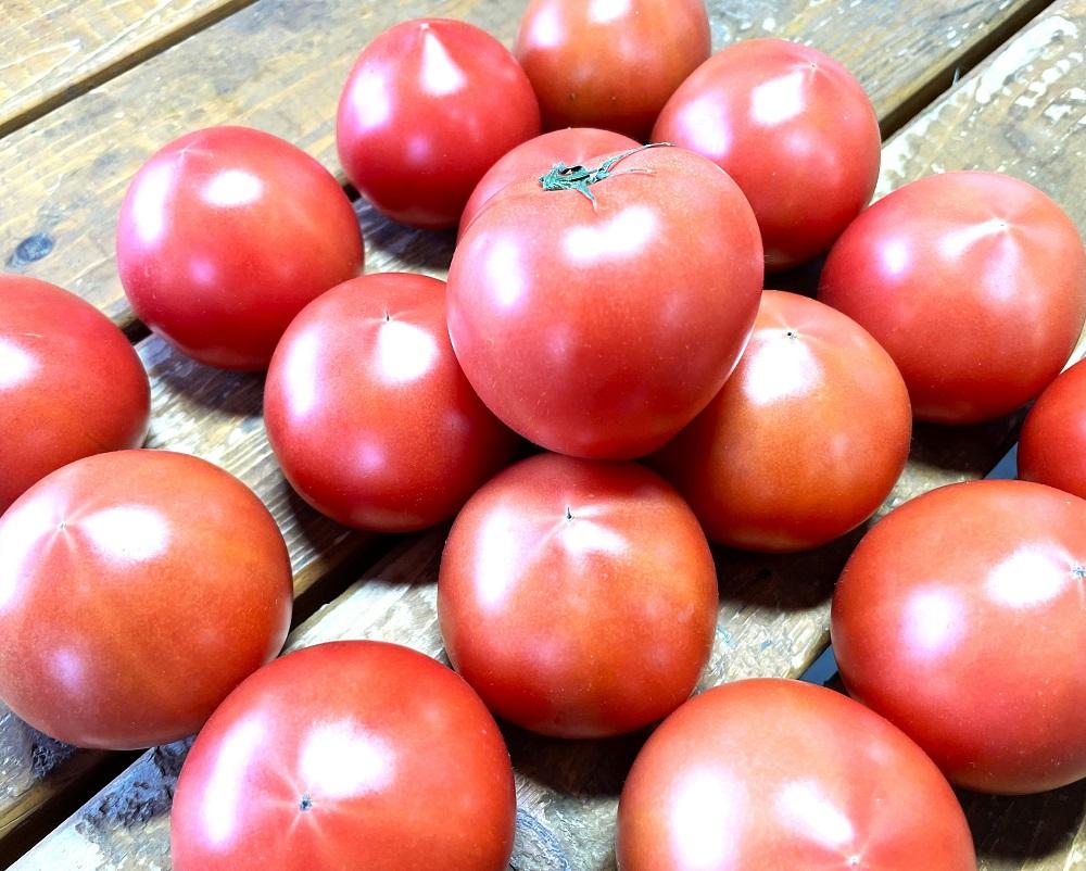 【2026年2月～5月収穫・発送】渡邉農園の「五峰美トマト」2箱 約4kg 栃木県大田原市産