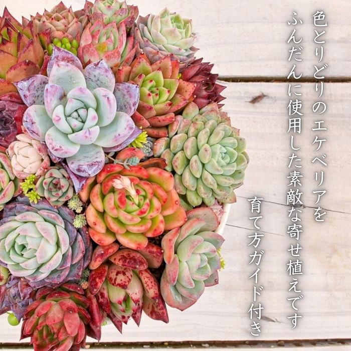 【多肉植物】大きな寄せ植え直径18cm白ポット