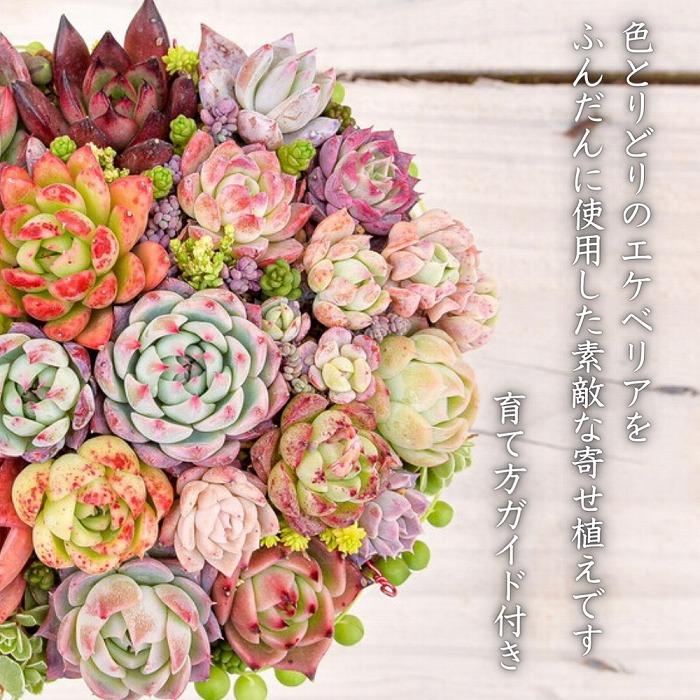 【多肉植物】大きな寄せ植え直径15cm白ポット