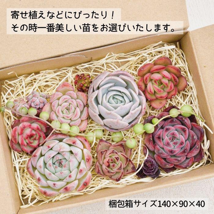 名無しエケベリア(中3個・小5個+セダム他)カット苗セット