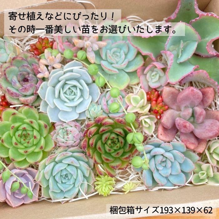 名無しエケベリア(中6個・小10個+セダム他)カット苗セット