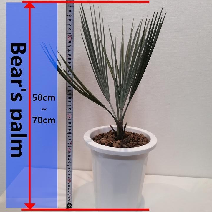 ブラヘア・アルマータ　Brahea armata_栃木県大田原市生産品_Bear‘s palm