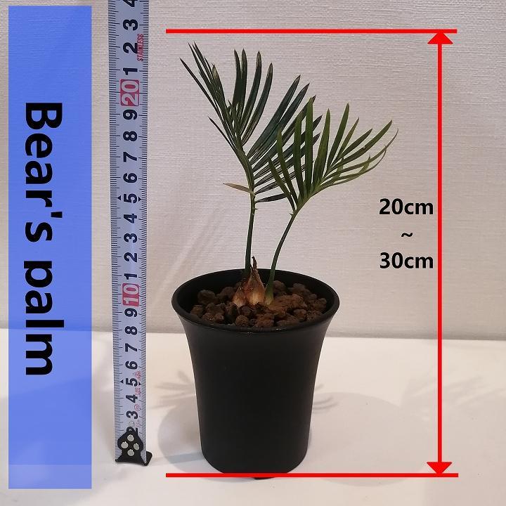 蘇鉄　Cycas revoluta_栃木県大田原市生産品_Bear‘s palm