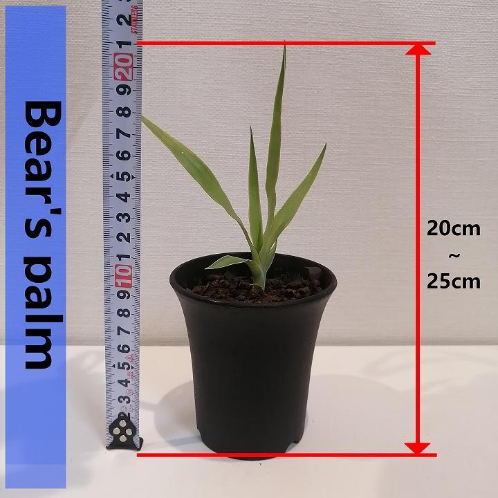 ドラセナドラコ　Dracaena draco subsp.draco_栃木県大田原市生産品_Bear‘s palm