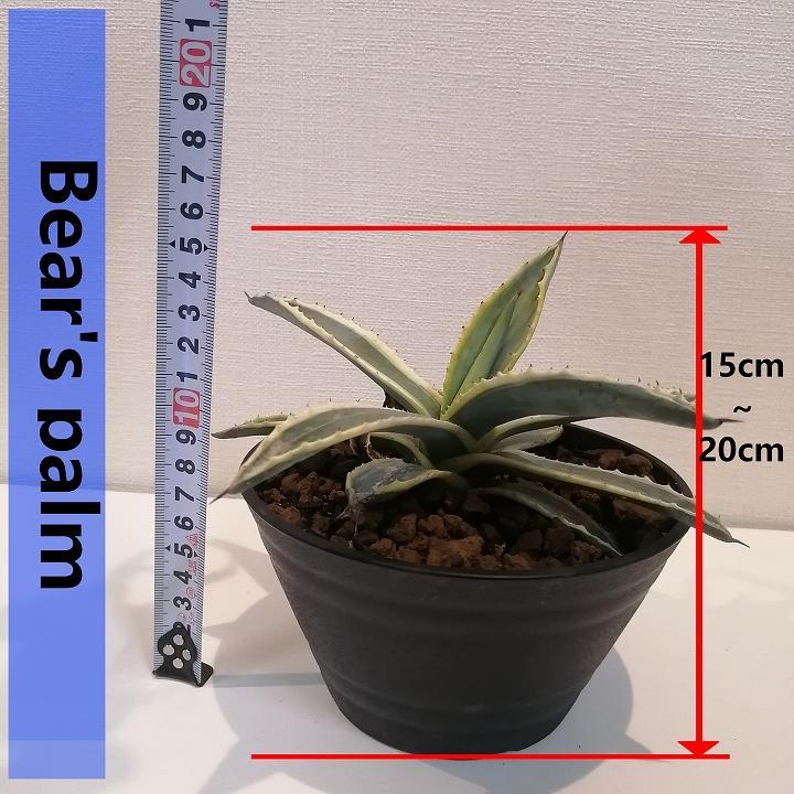 アガベアメリカーナ　Agave americana Variegata_栃木県大田原市生産品_Bear‘s palm