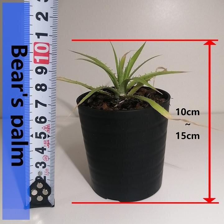 プヤ・ミラビリス　Puya mirabilis_栃木県大田原市生産品_Bear‘s palm