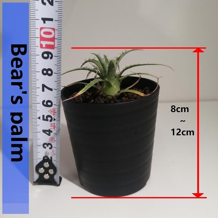 プヤ・セルーレア　puya coerulea var. coerulea_栃木県大田原市生産品_Bear‘s palm