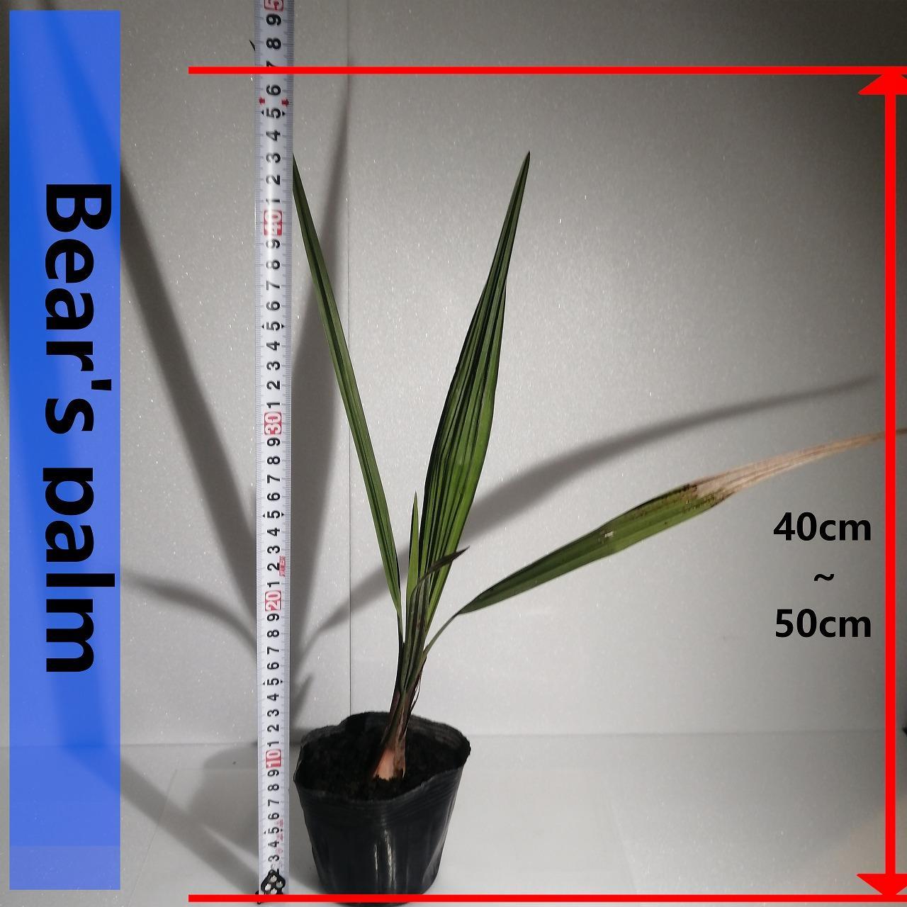 ココスヤシ_栃木県大田原市生産品_Bear‘s palm