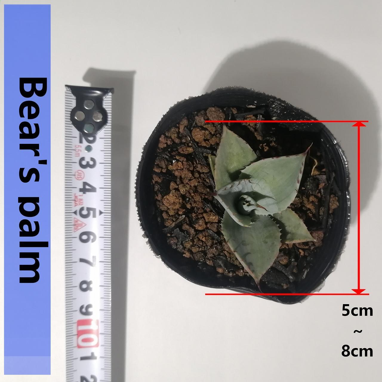 アガベパリートランカータ　Agave parryi var. truncata_栃木県大田原市生産品_Bear‘s palm