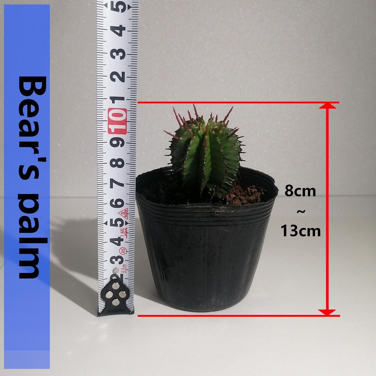 ユーフォルビア ポリゴナ　Euphorbia polygona_栃木県大田原市生産品_Bear‘s palm