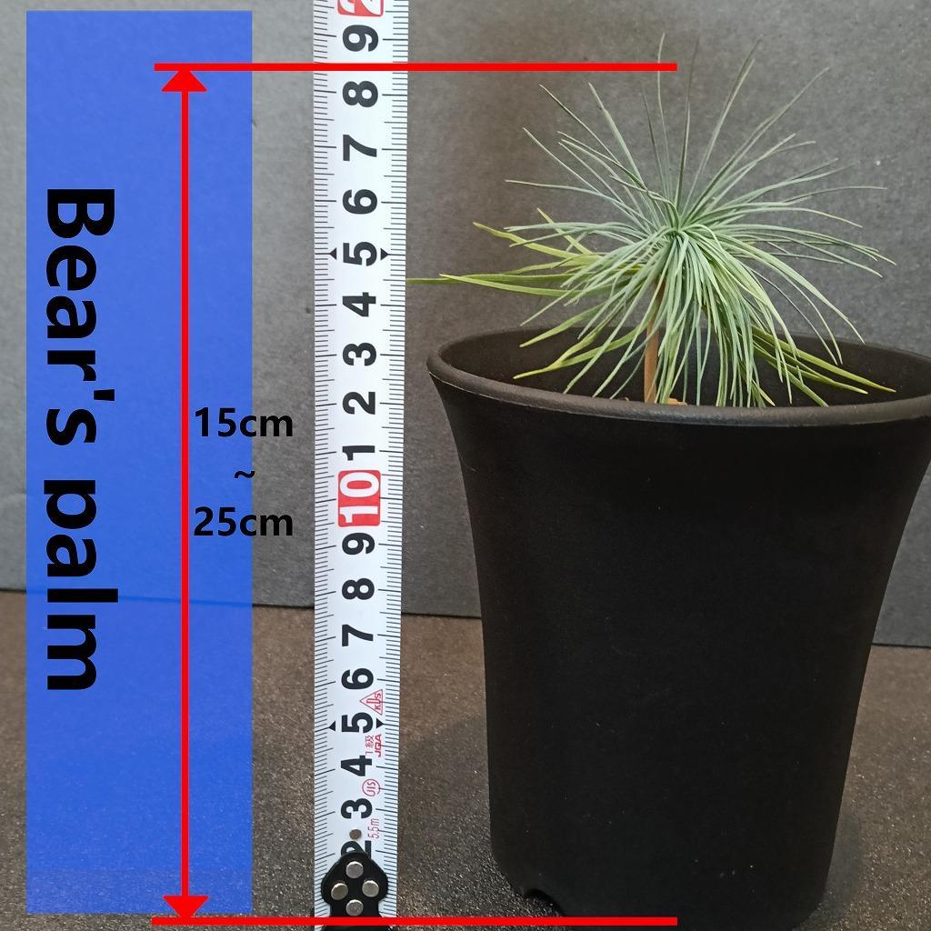 マルチネスピニョンマツ　Pinus maximartinezii _栃木県大田原市生産品_Bear‘s palm