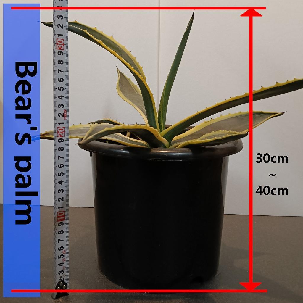 アガベアメリカーナ中株　Agave americana Variegata_栃木県大田原市生産品_Bear‘s palm