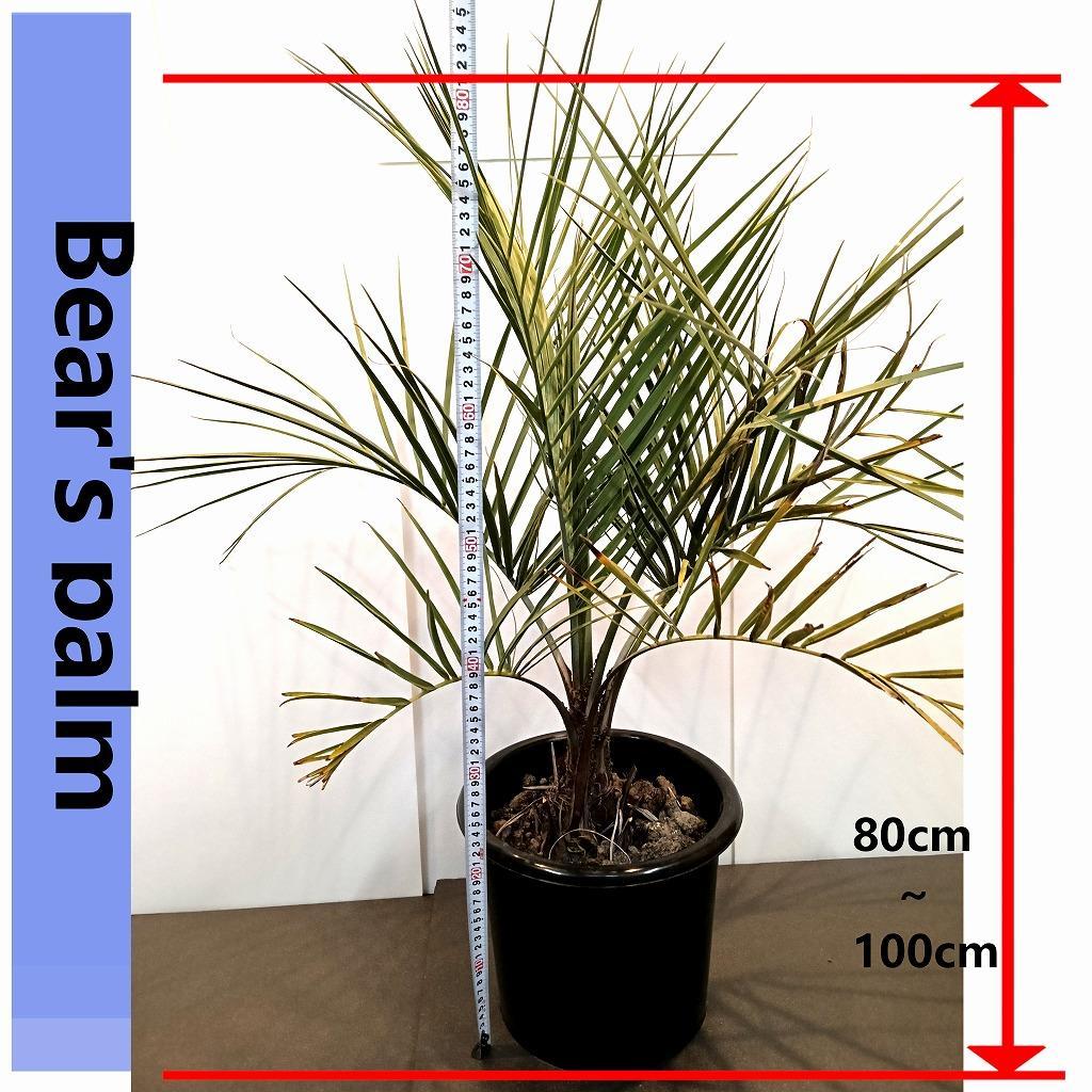 ココスヤシ大株_栃木県大田原市生産品_Bear‘s palm