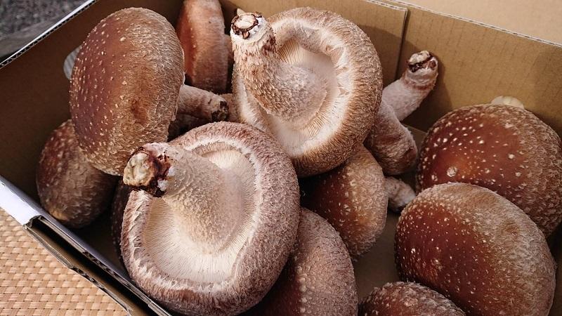 「農水大臣賞」受賞　金沢さんの菌床しいたけギフトセット1kg