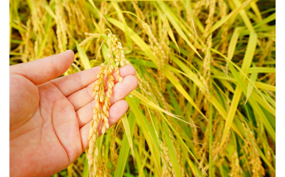 【令和７年産】大田原産コシヒカリ　精米５ｋｇ